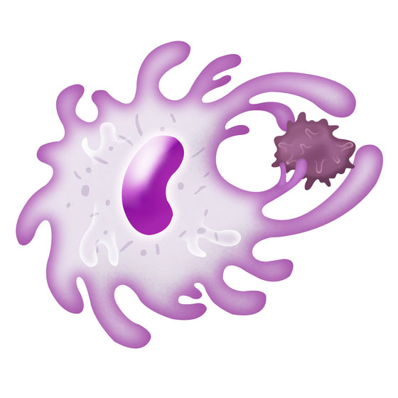 マクロファージ